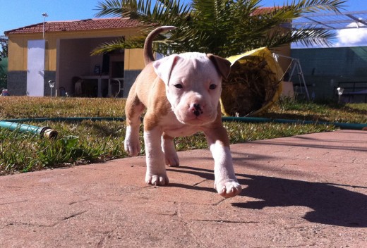 Kiro  con un mes y 13 dias